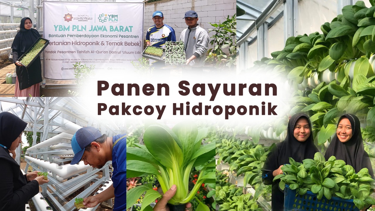 Panen Sayuran Pakcoy Hidroponik, Ust. Mulyadi, M.Pd: Bertani Adalah Menghasilkan Oksigen dan Melatih Berbisnis